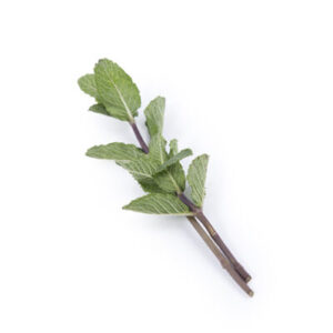 Exotic-King-Mint