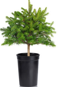Exotic-King-Pine-tree-mini