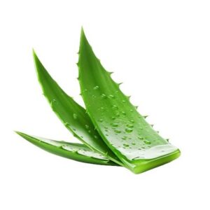 Exotic-King-Aloe-vera