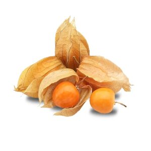 xotic-King-Physalis