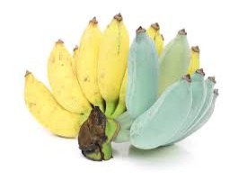Exotic-King-Blue-banana