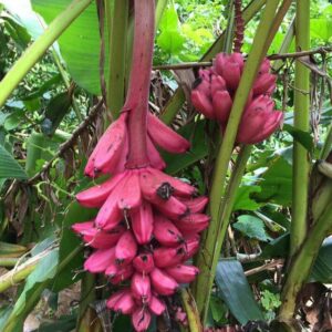 Exotic-King-Pink-banana-plant